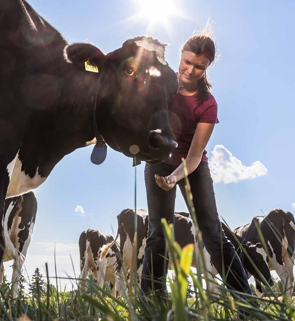 Melli Melli maistuu hyvinvoinnilta Melli Melli-tuoteperhe on kehitetty suomalaisten lehmien hyvin voinnin ja tuottajien onnistumisen tueksi.