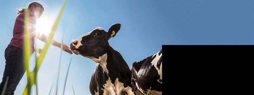 Lehmien täysrehut Maituri Lehmien täysrehut MJ OIV g RV % ka MAITURI 14 000 Monipuolisen raakaainepohjan ansiosta tuotos ja maidon pitoisuudet nousevat.
