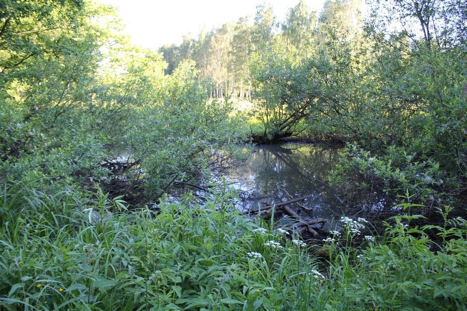 Kuva 4. Pikkuplotin kasvillisuutta. Pitkäplotti Pitkäplotti on nimensä mukaisesti Munkkiniemen kosteikoista pisin.