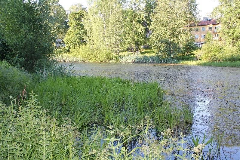 Kuva 5. Pitkäplotin kasvillisuutta.