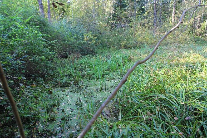 Tarvasplotilla on hyvin monipuolinen ja runsas vesiselkärangatonyhteisö. Lisäksi se on Munkkiniemen runsaslajisin sukeltajiensa suhteen.