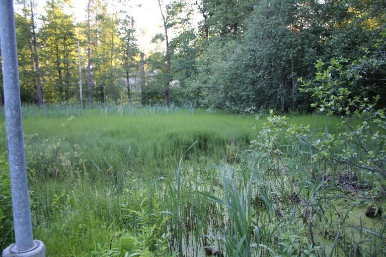 Muutoksista huolimatta lajisto säilyi ainakin tämän kesän osalta suhteellisen hyvin. Vesikasvillisuuden valtalajeina ovat korte, palpakko ja limaska (Kuva 7).