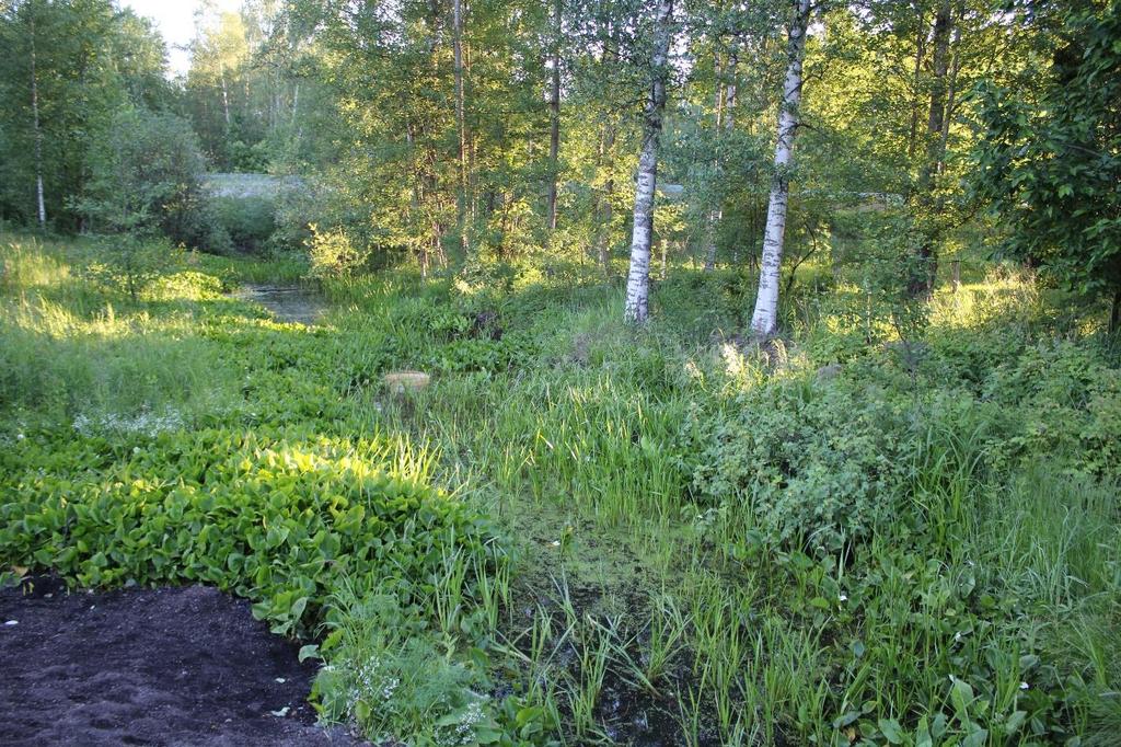 Kuva 8. Koirapuiston vesikasvillisuus. Munkkivuoren plotti Munkkivuoren plotti sijaitsee muista kosteikoista erillään Munkkivuoren puolella (Kuva 1).