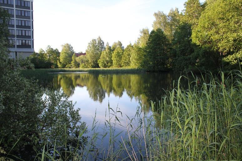 Koneenlampi Koneenlampi on Munkkiniemen puiston kosteikoista niin sanotusti yläjuoksun ensimmäinen kosteikko (Kuva 1).