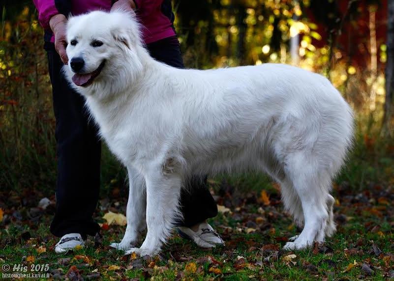 Koiran nimi: Kalliovaaran Ängel Princova Sukupuoli: Narttu Rek.nro: FI44671