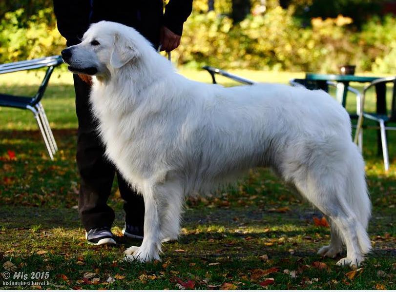 Koiran nimi: Snowhite Cowboys Casper Sukupuoli: Uros Kivekset: ok Rek.nro: FI31677/13 Tatuointi / siru: 985170002281168 Synt.: 25.4.