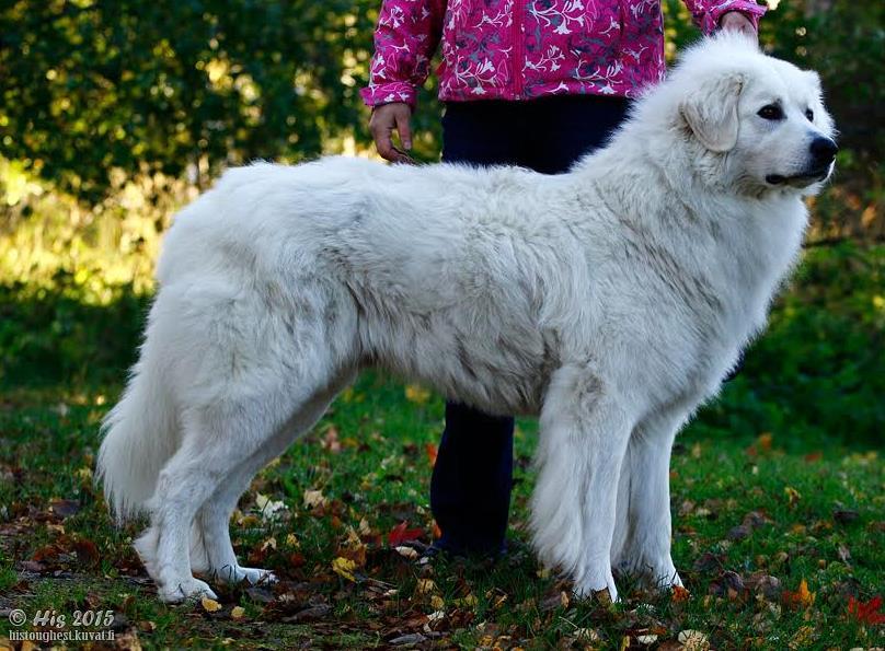 Koiran nimi: Snowhite Cowboys Coral Sukupuoli: Uros Kivekset: ok Rek.nro: FI31674/