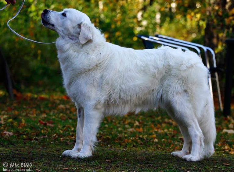 Koiran nimi: Tatrankaunottaren Anastazie Casuse Sukupuoli: Narttu Rek.nro: FI38598/13 Tatuointi / siru: 9810981042963