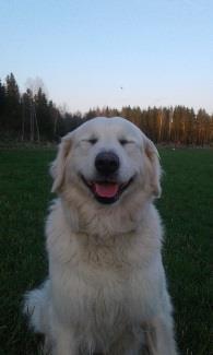 soderholm Onnittelemme Kennel Kalliovaaran 2.3.