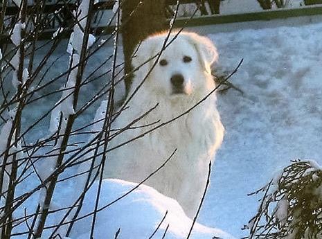 Alena ei jäänyt ainoaksi cuvaciksi. Naapurista löytyi seuraava koira. Ei tarvittu lentokonetta vaan ihan lyhyt automatka pennunnoutoon.
