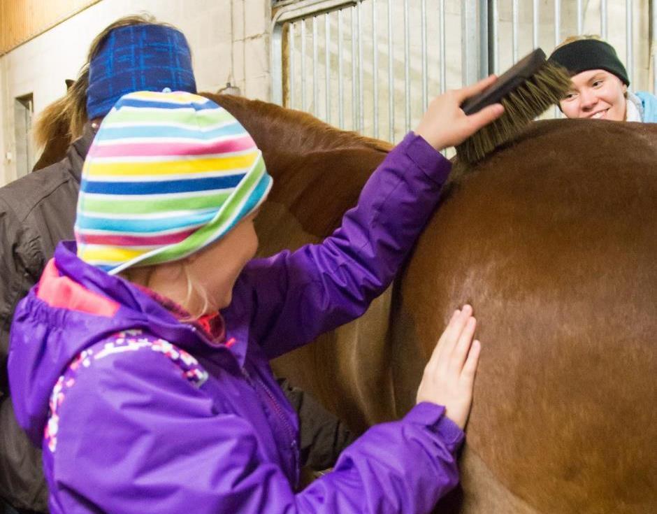 18 Kosketus hevoseen pitää sen läsnä Sokean kuntoutuksessa käytettävä hevonen ei voi olla sosiaalisesti liian tungetteleva, mutta sen täytyy olla kontaktia ottava.