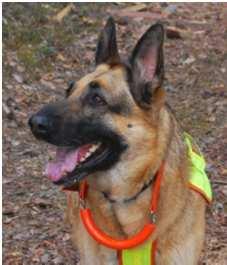 Palveluskoiraliiton alaisen pelastuskoiraryhmän koiran kouluttaminen Pelastuskoiraryhmään sijoitettava koira testataan usealla koesuorituksella ennen ryhmään sijoittamista.