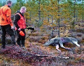 Kanalintujen metsästystä ei ollut yhteismetsän alueella koska hoitokunta rauhoitti metsästyksen heikon lintutilanteen vuoksi.