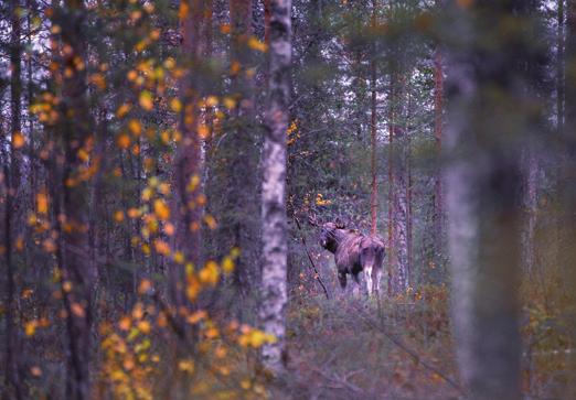 Puhelin 040-676
