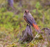 SALLAN YHTEISMETSÄN PERUSTAMINEN Sallan yhteismetsä on muodostunut niiden isojakotoimitusten tuloksena, jotka koskevat Sallan pitäjää ja Liikasenvaaran jakokuntaa Sallan ja Kuusamon pitäjissä.