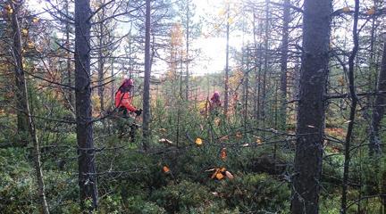 Metsänhoitotyöt Metsänviljelytöitä suoritettiin: Mä-istutus (ha) Ku-istutus (ha) Mä-kylvö (ha) 286,0 16,8 494,0 Maanpinnan käsittelyt: äestys (ha) metsäauraus (ha) mätästys (ha) laikutus (ha) 491,9