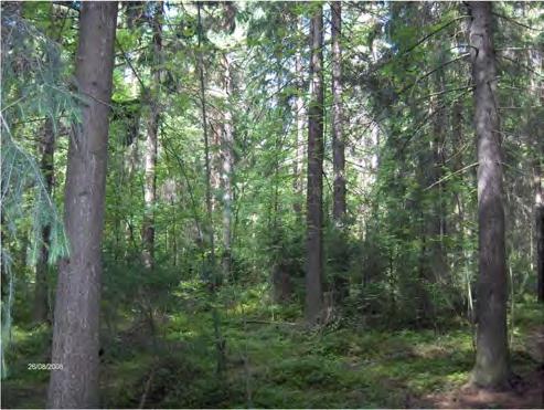 Kerroksellinen etsikkö ennen hakkuuta Kerroksellinen etsikkö uutaa uosi hakkuusta Hakkuutoienpiteiden ohella pienpuustonhoito on tärkeä osa Reijolan luonnonalueiden hoitoa.