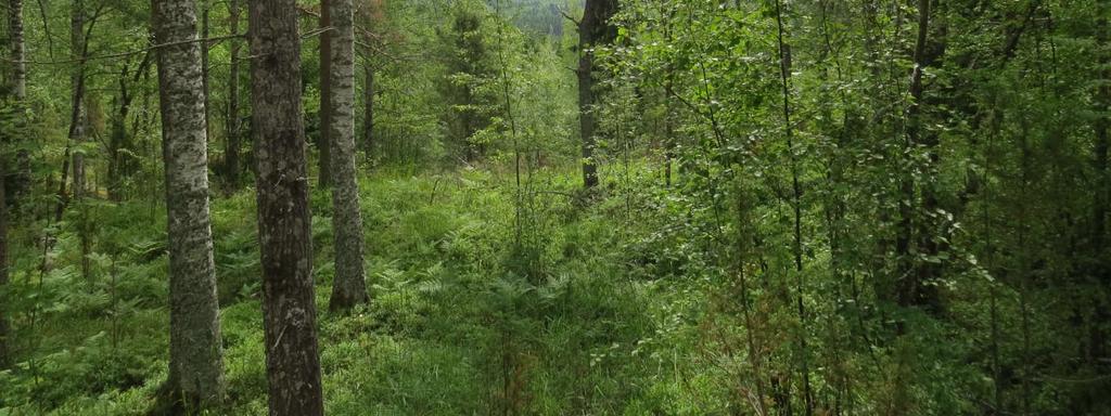 Lähes kaikki suot on ojitettu ja turvetuotantoakin löytyy. Kaksi suota on saatu suojeltua. Vesistöistä merkittävimmät ovat Helisevänjoki, Purnujärvi, Rautjärvi ja Untamojärvi.