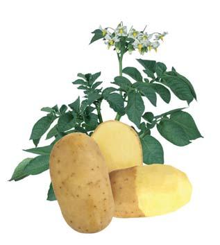Lady Anna Ultiem qua rendement en kwaliteit. Lady Sara Geeft tonnen per hectare als geen ander. Deze mooie langvormige aardappel is uitermate geschikt voor de fritesindustrie.