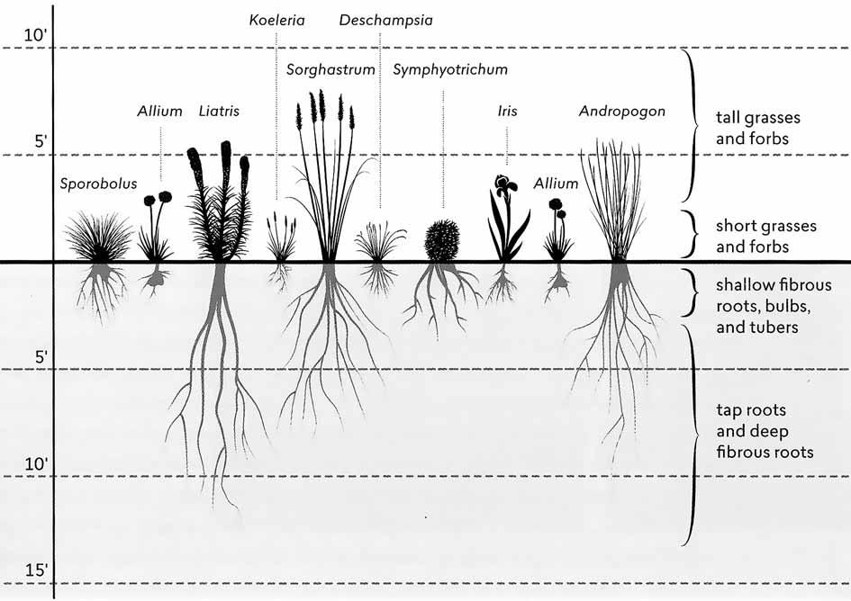 4.4. Kasvien ominaisuudet 4.4.1. Perennojen kasvutapa Kasvit kilpailevat olemassa olevista resursseista.