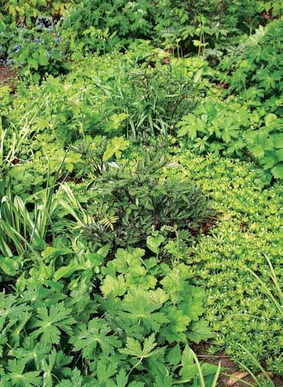 Toistaiseksi näyttää siltä, että tuoksumatara (Galium odoratum) on erinomainen täydennyskasvi (filling-in perennial) tällä kasvupaikalla ja tässä kasvilajikoostumuksessa. 16.5.2017.