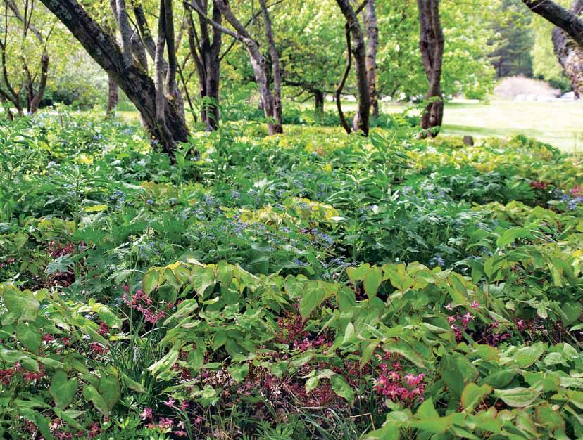 2 Johdatus aiheeseen Meilahden arboretum toukokuu 2016. Kasviekologian oppeja hyödyntävässä perennaistutusten suunnittelumallissa on lähdetty hakemaan mallia luonnosta.