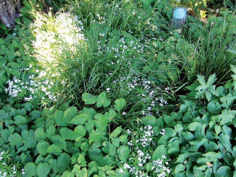 Monilajisessa istutuksessa suunnitelman ulkopuolelta levinnyt kasvi ei välttämättä ole rikkakasvi, ellei se horjuta istutuksen tasapainoa. Meilahden arboretum 1.6.2016.