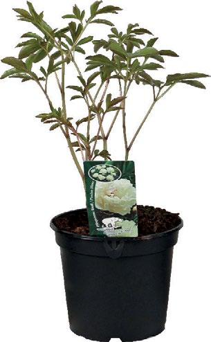 -8 % PIONI 14 cm ruukussa alkaen 3
