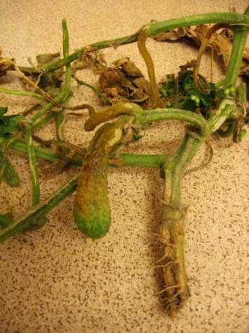 Prestop avomaankurkun ja -kurpitsakasvien mustapistemädän torjunnassa Ruiskuta taimet 0,5 % Prestop-vesiseoksella ennen avomaalle istutusta.