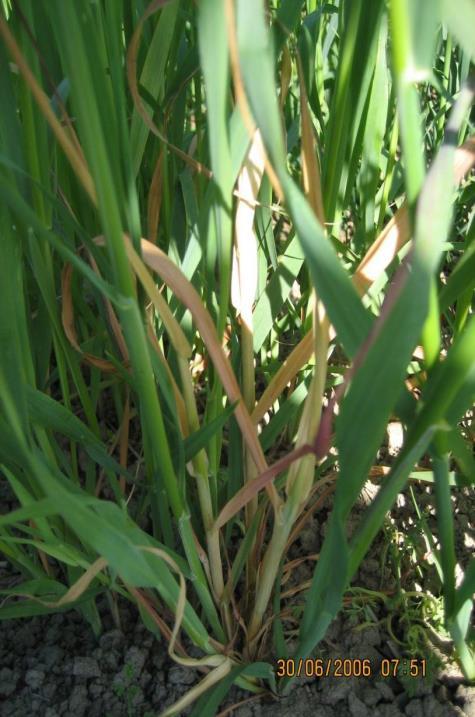 Yksipuolinen viljely ja runsas kasvinjäte Yksipuolinen viljakierto lisää Fusarium-tartuntaa pellolla Muut kuin viljakasvit kierrossa vähentävät yleensä riskiä Yksi vuosi ei riitä: Fusarium-tartuntaa