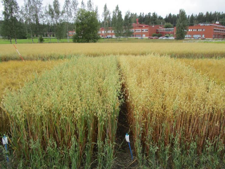 Lajike vaikuttaa Kauralajikkeiden välillä eroja, mutta lajikkeista ei ole pitkäaikaista tutkimus- tietoa Fusarium-alttius ei kuulu lajikekokeiden havaintokohteisiin Aikaisilla lajikkeilla useimmiten