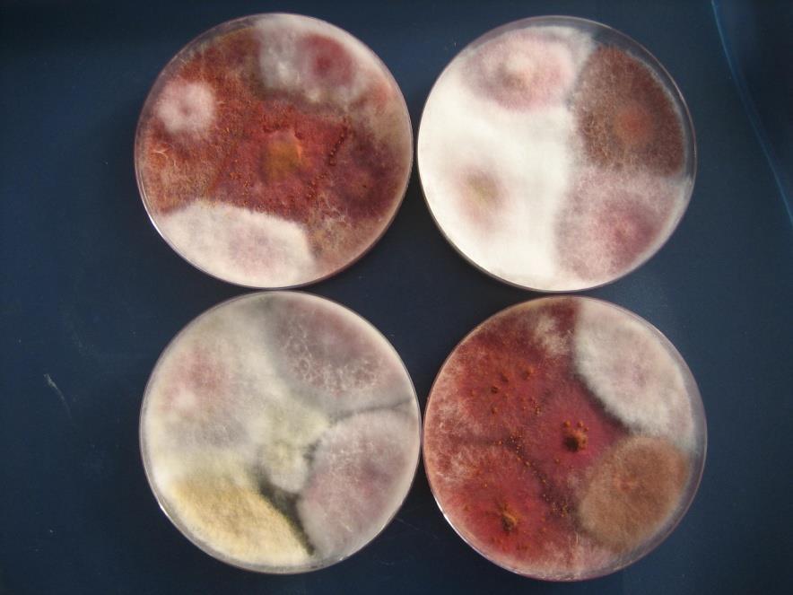 Fusarium-lajit ja niiden muodostamat toksiinit Tärkeimmät hometoksiinien tuottajat pohjoisilla alueilla: Fusarium graminearum, F. culmorum: deoksinivalenoli (DON) ja zearalenoni (ZON) F.