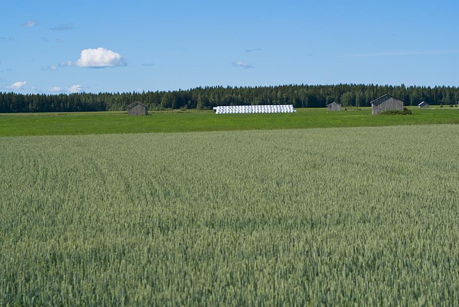 Kotimainen tuotanto kukoistaa Suomi on nettoviejä elintarvikkeissa ja biotuotteissa Työpaikat lisääntyneet Luonnonvaroja käytetään viisaasti ja kestävästi Viranomaisen rooli muuttunut valmentajan ja