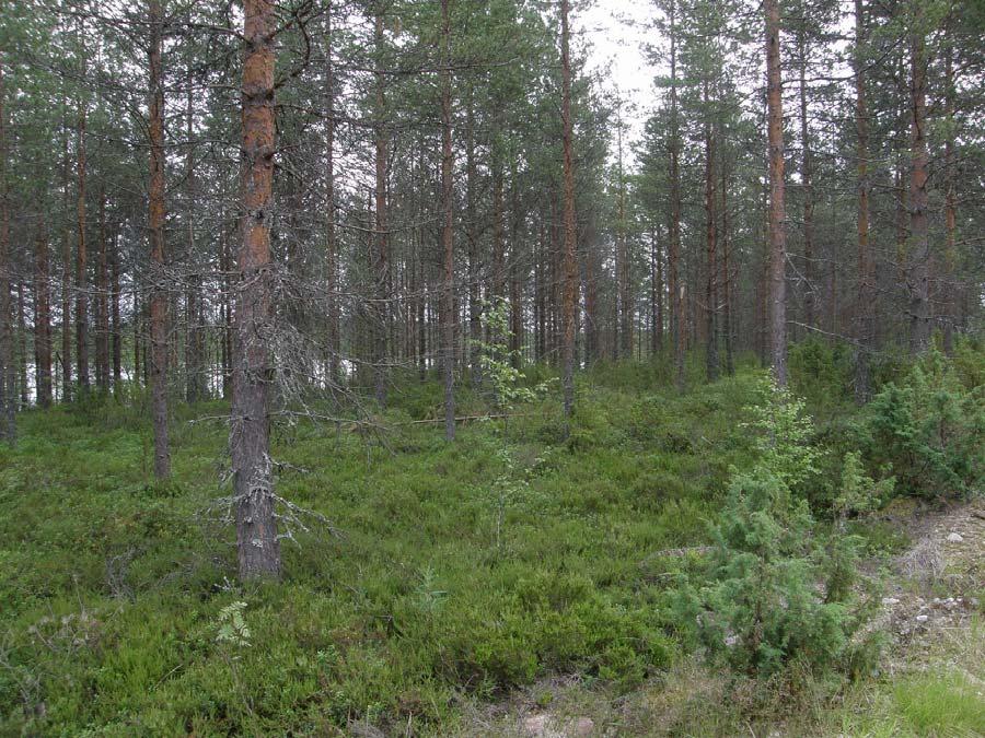 4 Saarijärven Kiminginjärven ja Tohtaanjärven luontoselvitys 2010 3.