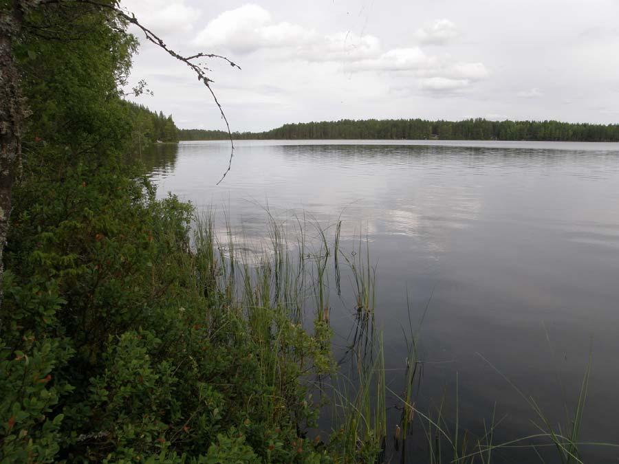 5 Saarijärven Kiminginjärven ja Tohtaanjärven luontoselvitys 2010 ruskoukonkorento, vaskikorento ja välkekorento. Okatytönkorento oli havaituista lajeista runsain: alueella havaittiin 20 30 yksilöä.
