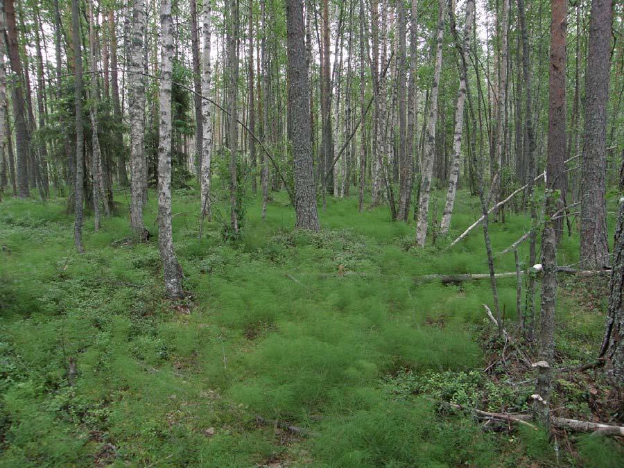 6 Saarijärven Kiminginjärven ja Tohtaanjärven luontoselvitys 2010 Kuva 3. Kiminginjärven pohjoisemman tutkimusalueen eteläosan metsäkortetta kasvavaa metsää.