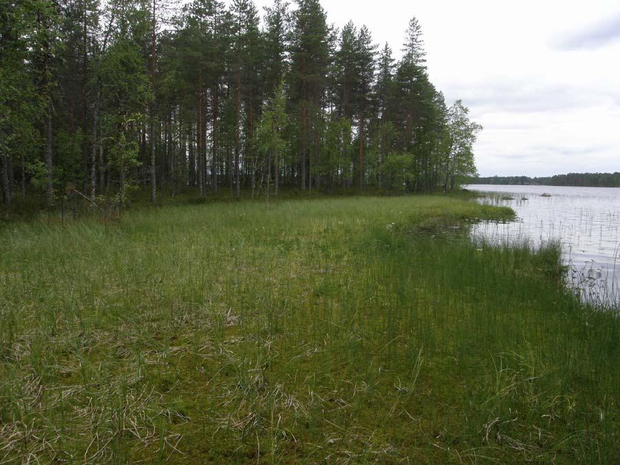 8 Saarijärven Kiminginjärven ja Tohtaanjärven luontoselvitys 2010 Kuva 4.
