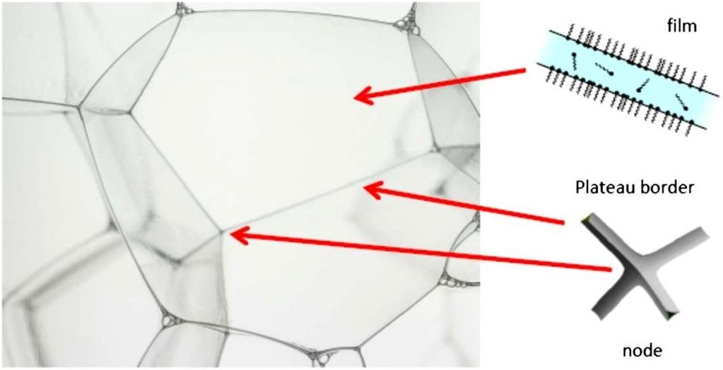 16 Figure 6. Picture of an aqueous dry foam showing the Plateau borders and nodes. 14 Foam is frequently characterised by foamability and foam stability.