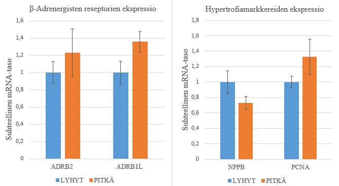 Kuva 11. β-adrenergisten ja hypertrofiamarkkerien geeniekspressiot ryhmien välillä. Ekspressiot ovat keskiarvoja (n=6/ryhmä), jotka on suhteutettu lyhyen matkan uineiden ekspressiotasoon ± keskivirhe.