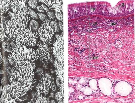 Kuvan lähdetiedot: W Pawlina (2016) Histology, a text and atlas, kuvat 19.8-19.