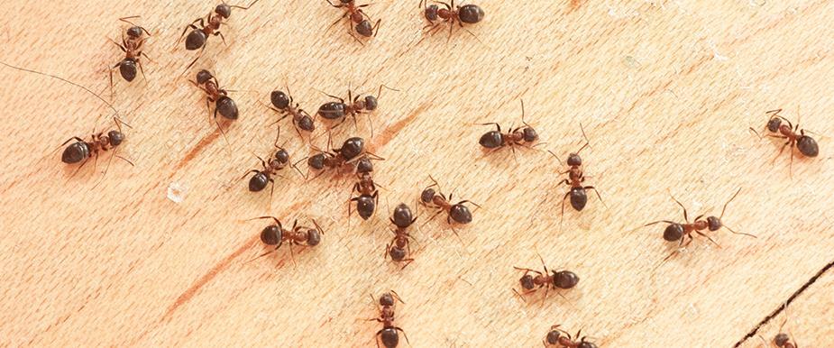 Yhteistyössä If: Muurahainen, ampiainen vai jokin muu ylimääräinen asukas kodissasi? Tiesitkö, että lumien sulaessa ja kevään tullen myös tuhoeläimet lähtevät liikkeelle?