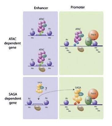 7 The fact that ATAC is present only in multicellular eukaryotes shows that it was developed later during evolution than SAGA.
