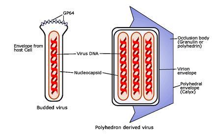 9 2.3 Baculoviruses Baculoviridae is a virus family the members of which contain double-stranded, circular DNA.