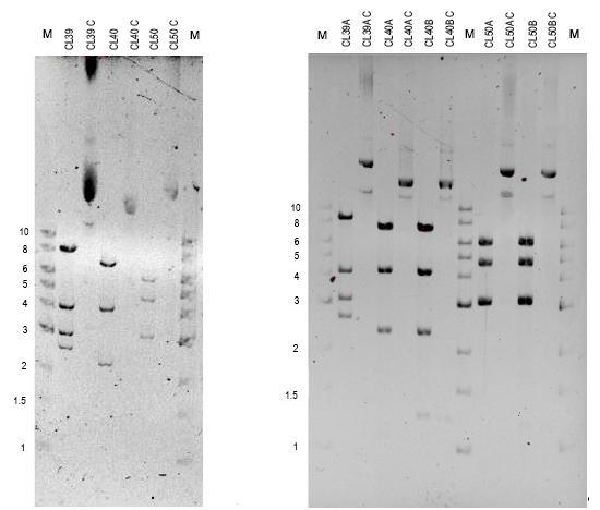 Restriction digestion analysis of plasmids CL39, CL40 and CL50.