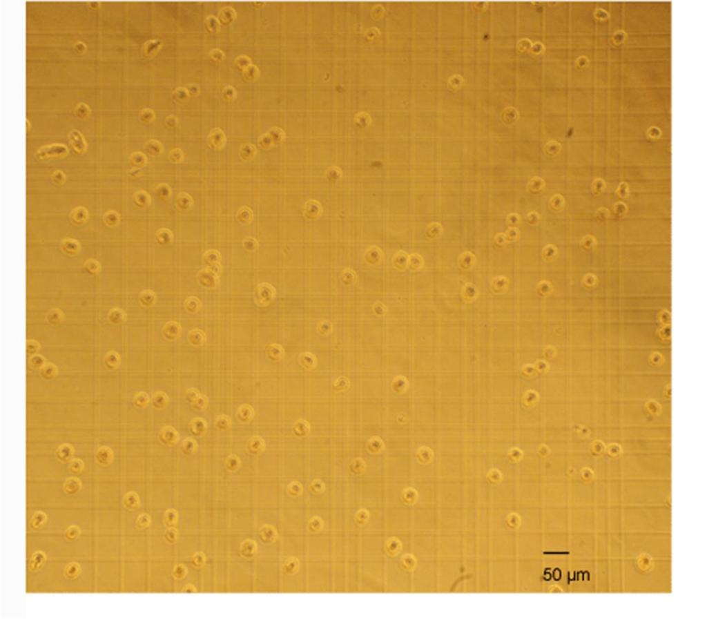 When the 6-well plate cells were harvested, the YFP fluorescence values for the cells were low.
