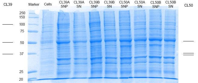31 Photo of a SDS-page gel with supernatant and pellet (SNP) and supernatant (SN) samples for CL39A, CL39B, CL50A and CL50B.