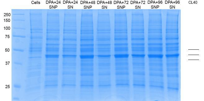32 SDS-page gel of sample CL40A, from DPA+24 to DPA+72. The band for the truncated ADA3 85 432 is very thick and visible.