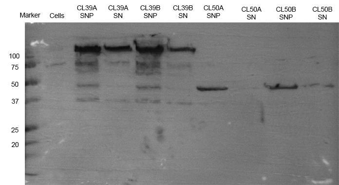 33 Photo of WB membrane: CL39A, CL39B, CL50A and CL50B. The antibody used was Monoclonal Anti-polyHistidine Phosphatase conjugated Antibody.