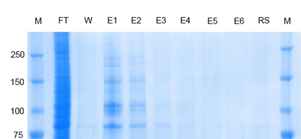 36 All subunits of the complexes are well visible on the SDS-page gels.