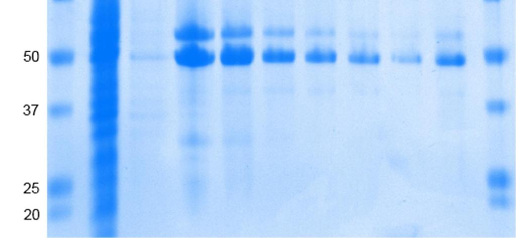 the purification was continued with the total volume of sample.